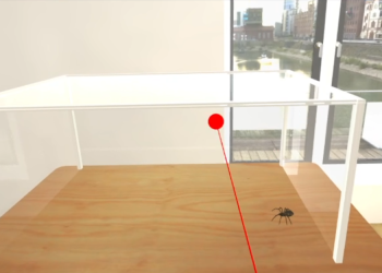 spiderlevel1-1